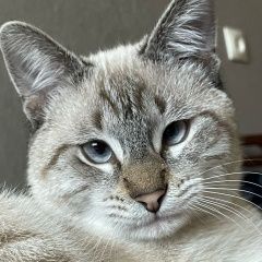 Подробнее об объявлении «Пропал кот Каспийск» Фото: пропала кошка  «Пропал кот Каспийск» в г. Каспийск