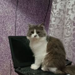 Подробнее об объявлении «Пропал кот Тирасполь» Фото: пропала кошка Сибирская кошка «Пропал кот Тирасполь» в г. Тирасполь