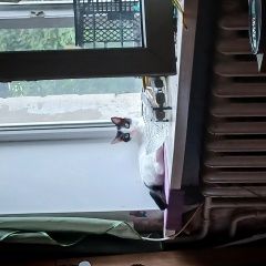 Подробнее об объявлении «Донецк (ДНР) Пропала кошка» Фото: пропала кошка  «Донецк (ДНР) Пропала кошка» в г. Донецк (ДНР)