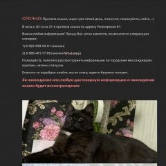 Подробнее об объявлении «Пропала кошка пожалуйста, помогите нам ее найти… Муравленко» Фото: пропала кошка Британская короткошерстная кошка «Пропала кошка пожалуйста, помогите нам ее...» в г. Муравленко