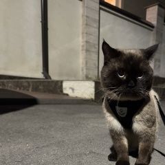 Подробнее об объявлении «Пропал кот Пятигорск» Фото: пропала кошка Сиамская кошка «Пропал кот Пятигорск» в г. Пятигорск