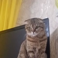 Подробнее об объявлении «Пропала кошка в воскресенье в районе 13. 00 дня Реутов» Фото: пропала кошка  «Пропала кошка в воскресенье в районе 13. 00 дня...» в г. Реутов