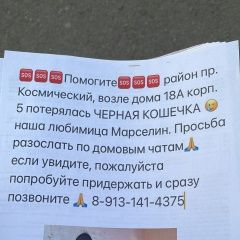 Подробнее об объявлении «Пропала кошка марси Омск» Фото: пропала кошка  «Пропала кошка марси Омск» в г. Омск