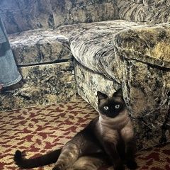 Подробнее об объявлении «Пропала кошка Ростов-на-Дону» Фото: пропала кошка Тайская кошка «Пропала кошка Ростов-на-Дону» в г. Ростов-на-Дону