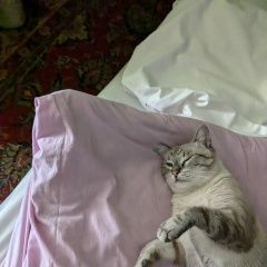 Подробнее об объявлении «Лазаревское Пропала кошка» Фото: пропала кошка  «Лазаревское Пропала кошка» в г. Лазаревское