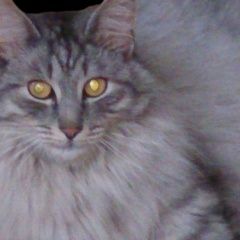 Подробнее об объявлении «Климовск Пропал кот» Фото: пропала кошка  «Климовск Пропал кот» в г. Климовск