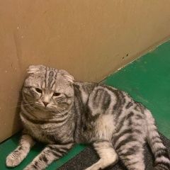 Подробнее об объявлении «Пропал кот. Оренбург» Фото: пропала кошка  «Пропал кот. Оренбург» в г. Оренбург