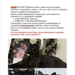 Подробнее об объявлении «Пропала кошка репост приветствуется Муравленко» Фото: пропала кошка Британская короткошерстная кошка «Пропала кошка репост приветствуется Муравленко» в г. Муравленко
