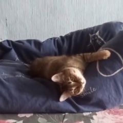 Подробнее об объявлении «Донецк (ДНР) Пропала кошка словацкая 57» Фото: пропала кошка  «Донецк (ДНР) Пропала кошка словацкая 57» в г. Донецк (ДНР)