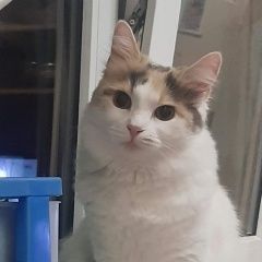 Подробнее об объявлении «Пропала кошка Ростов-на-Дону» Фото: пропала кошка  «Пропала кошка Ростов-на-Дону» в г. Ростов-на-Дону