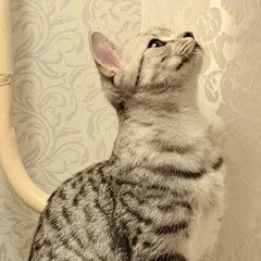 Подробнее об объявлении «Пропала кошка Йошкар-Ола» Фото: пропала кошка  «Пропала кошка Йошкар-Ола» в г. Йошкар-Ола