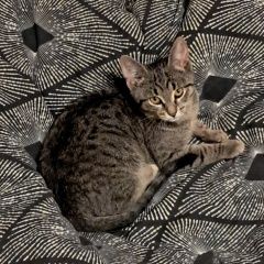 Подробнее об объявлении «Мытищи Пропала кошка молодая кошка» Фото: пропала кошка  «Мытищи Пропала кошка молодая кошка» в г. Мытищи