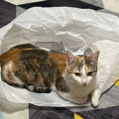 Подробнее об объявлении «Пропала кошка любимая кошечка Москва» Фото: пропала кошка  «Пропала кошка любимая кошечка Москва» в г. Москва