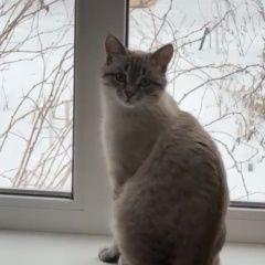 Подробнее об объявлении «Пропала кошка Оренбург» Фото: пропала кошка  «Пропала кошка Оренбург» в г. Оренбург