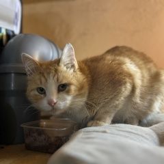 Подробнее об объявлении «Видное Пропал кот рыжий кот» Фото: пропала кошка  «Видное Пропал кот рыжий кот» в г. Видное