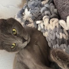 Подробнее об объявлении «Иркутск Пропала кошка упала с крыши» Фото: пропала кошка  «Иркутск Пропала кошка упала с крыши» в г. Иркутск