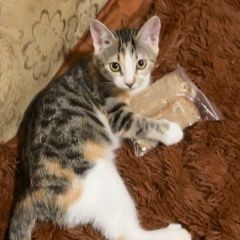 Подробнее об объявлении «Тосно Пропала кошка» Фото: пропала кошка  «Тосно Пропала кошка» в г. Тосно