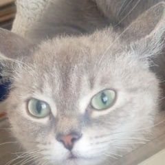 Подробнее об объявлении «Пропала кошка Нижний Тагил» Фото: пропала кошка Канадский сфинкс «Пропала кошка Нижний Тагил» в г. Нижний Тагил