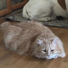 Подробнее об объявлении «Пропал кот Санкт-Петербург» Фото: пропала кошка  «Пропал кот Санкт-Петербург» в г. Санкт-Петербург