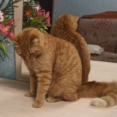 Подробнее об объявлении «Пропал кот Первоуральск» Фото: пропала кошка  «Пропал кот Первоуральск» в г. Первоуральск