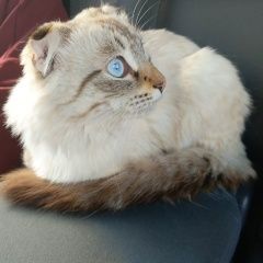Подробнее об объявлении «Витебск Пропал кот» Фото: пропала кошка  «Витебск Пропал кот» в г. Витебск