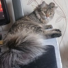 Подробнее об объявлении «Иркутск Пропала кошка» Фото: пропала кошка  «Иркутск Пропала кошка» в г. Иркутск