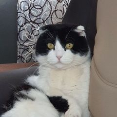 Подробнее об объявлении «Пропал кот по кличке бодя Мариуполь» Фото: пропала кошка Скоттиш фолд (шотландская вислоухая) «Пропал кот по кличке бодя Мариуполь» в г. Мариуполь