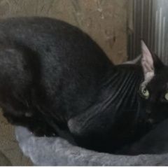 Подробнее об объявлении «Иркутск Пропала кошка» Фото: пропала кошка Сфинкс «Иркутск Пропала кошка» в г. Иркутск