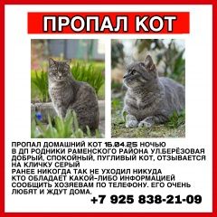 Подробнее об объявлении «Пропал кот в дп. родники раменский район Быково (Московская обл.)» Фото: пропала кошка  «Пропал кот в дп. родники раменский район Быково...» в г. Быково (Московская обл.)