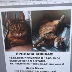 Подробнее об объявлении «Пропала кошка. Реутов» Фото: пропала кошка  «Пропала кошка. Реутов» в г. Реутов