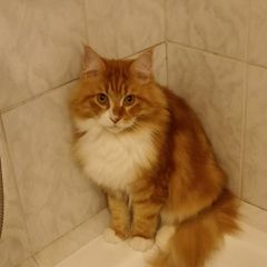 Подробнее об объявлении «Пропал кот Санкт-Петербург» Фото: пропала кошка Мейн-кун «Пропал кот Санкт-Петербург» в г. Санкт-Петербург