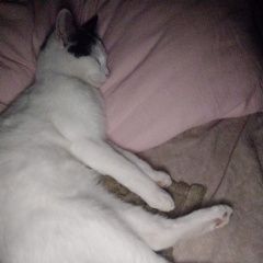 Подробнее об объявлении «Адлер Пропал кот мирон» Фото: пропала кошка  «Адлер Пропал кот мирон» в г. Адлер