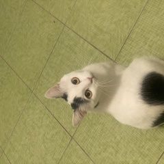 Подробнее об объявлении «Астрахань Пропала кошка» Фото: пропала кошка  «Астрахань Пропала кошка» в г. Астрахань