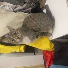 Подробнее об объявлении «Пропала кошка мурка Москва» Фото: пропала кошка  «Пропала кошка мурка Москва» в г. Москва