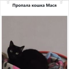 Подробнее об объявлении «Истра Пропала кошка мася» Фото: пропала кошка  «Истра Пропала кошка мася» в г. Истра