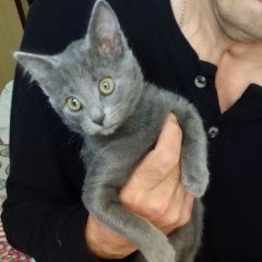 Подробнее об объявлении «Пропала кошка. с 18-20 ч потерялась кошка. Кемерово» Фото: пропала кошка  «Пропала кошка. с 18-20 ч потерялась кошка....» в г. Кемерово