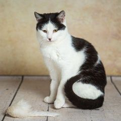 Подробнее об объявлении «Пропал кот бело-чёрный Клин» Фото: пропала кошка  «Пропал кот бело-чёрный Клин» в г. Клин