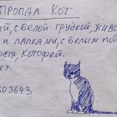 Подробнее об объявлении «Пропал кот черно-белый кот Москва» Фото: пропала кошка  «Пропал кот черно-белый кот Москва» в г. Москва