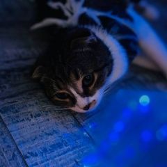 Подробнее об объявлении «Пропала кошка вислоухая бело коричневая кошка Ростов-на-Дону» Фото: пропала кошка  «Пропала кошка вислоухая бело коричневая кошка...» в г. Ростов-на-Дону