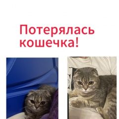 Подробнее об объявлении «Нижнекамск Пропала кошка помогите нати» Фото: пропала кошка Британская короткошерстная кошка «Нижнекамск Пропала кошка помогите нати» в г. Нижнекамск