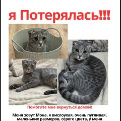 Подробнее об объявлении «Пропала кошка вислоухая Москва» Фото: пропала кошка  «Пропала кошка вислоухая Москва» в г. Москва