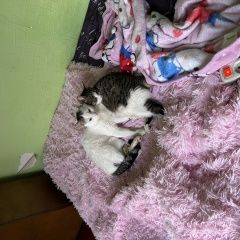 Подробнее об объявлении «Пропала кошка Мариуполь» Фото: пропала кошка  «Пропала кошка Мариуполь» в г. Мариуполь