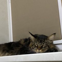 Подробнее об объявлении «Пропал кот Новокузнецк» Фото: пропала кошка  «Пропал кот Новокузнецк» в г. Новокузнецк