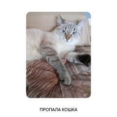 Подробнее об объявлении «Пропала кошка Павловск (Ленинградская обл.)» Фото: пропала кошка  «Пропала кошка Павловск (Ленинградская обл.)» в г. Павловск (Ленинградская обл.)