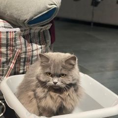 Подробнее об объявлении «Пропала кошка британка, 3 года Краснодар» Фото: пропала кошка  «Пропала кошка британка, 3 года Краснодар» в г. Краснодар