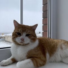 Подробнее об объявлении «Пропал кот вознаграждение нашедшему Ростов-на-Дону» Фото: пропала кошка  «Пропал кот вознаграждение нашедшему Ростов-на-Дону» в г. Ростов-на-Дону