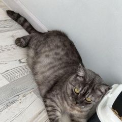 Подробнее об объявлении «Пропала кошка Ростов-на-Дону» Фото: пропала кошка  «Пропала кошка Ростов-на-Дону» в г. Ростов-на-Дону