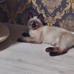 Подробнее об объявлении «Пропал кот Самара» Фото: пропала кошка Сиамская кошка «Пропал кот Самара» в г. Самара