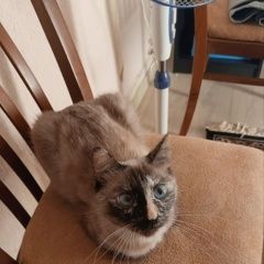 Подробнее об объявлении «Северск Пропала кошка» Фото: пропала кошка Сиамская кошка «Северск Пропала кошка» в г. Северск