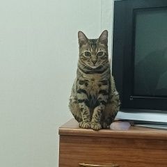 Подробнее об объявлении «Пропала кошка Нижний Новгород» Фото: пропала кошка Бенгальская кошка «Пропала кошка Нижний Новгород» в г. Нижний Новгород